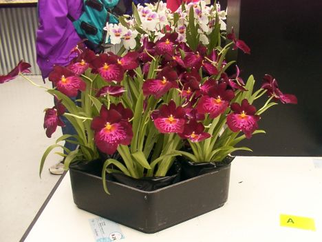 Postcard Keukenhof (Lisse):flowershow