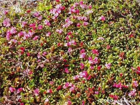 Postcard Tundra-flowers