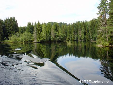 Postcard reflections of trees