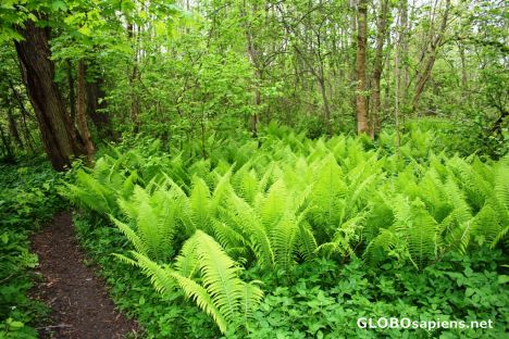 Postcard Ferns are keeping the snakes away