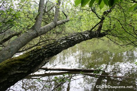 Postcard The birch and the river