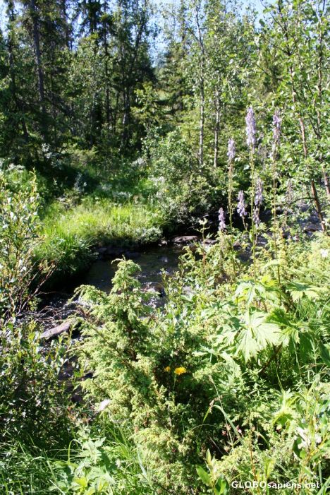 Postcard A creek and the mountain flowers