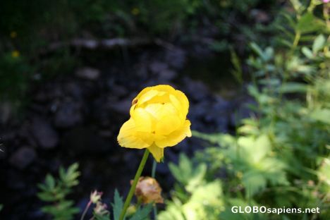 Postcard Globeflower