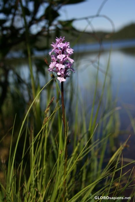 Postcard Early Purple Orchid