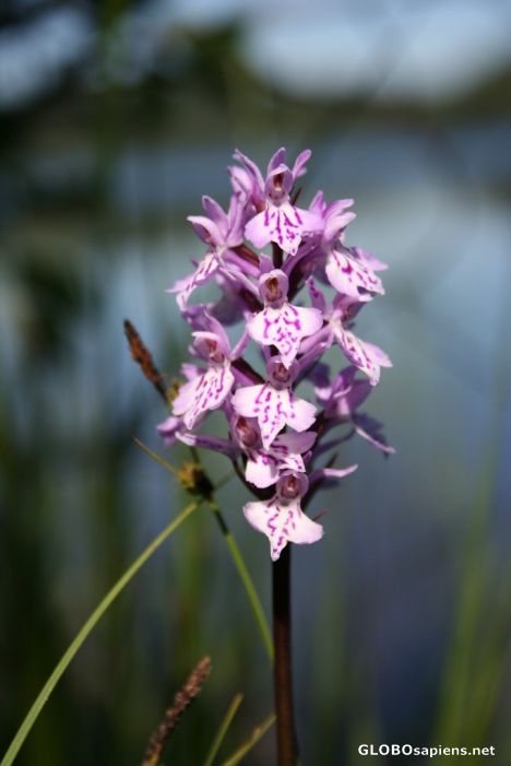 Postcard Early Purple Orchid II