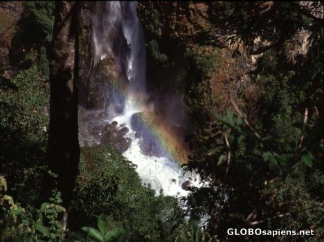 Postcard A Big Naturals