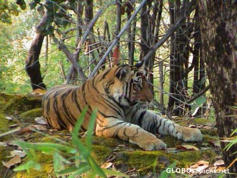 Postcard Tiger