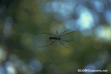 Postcard Spider