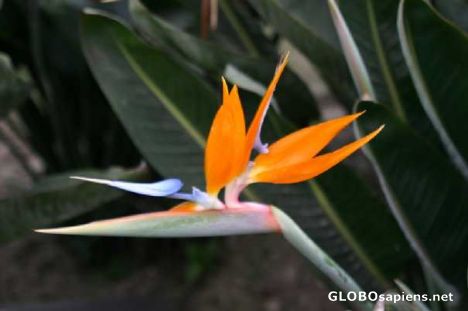 Postcard Flower