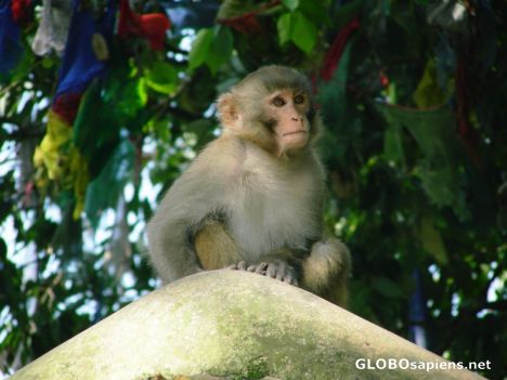 Postcard Praying Monkey