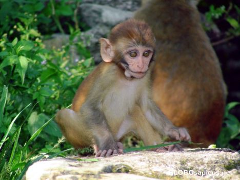 Postcard Little Monkey