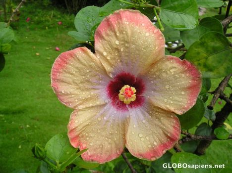 Postcard Flower after the rain
