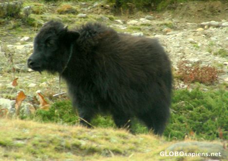 Postcard Baby Yak