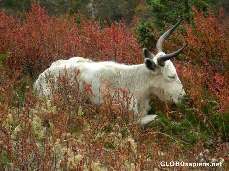 Postcard White Yak