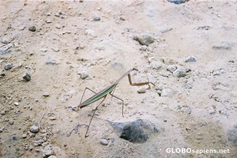 Postcard Insect in the Sanctuary