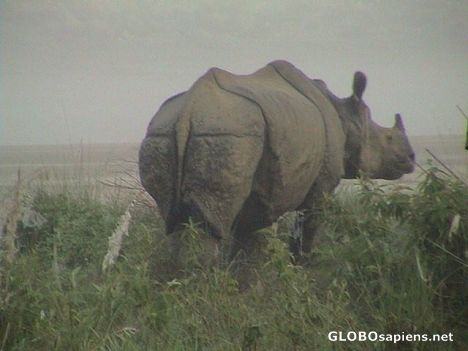 Postcard Rhino 02