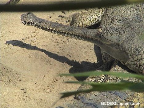 Postcard Indian gharial 02