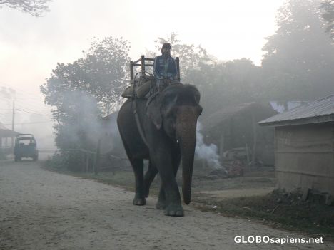 Postcard Rush hour in the Royal Chitwan Park