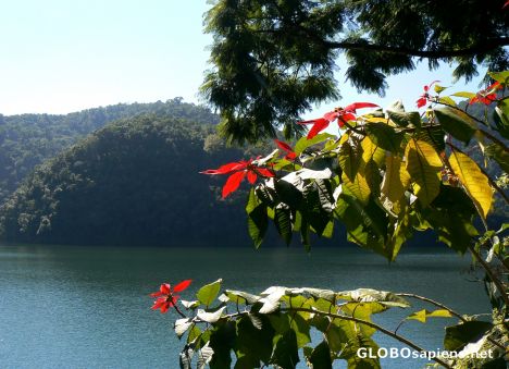 Postcard poinsettia
