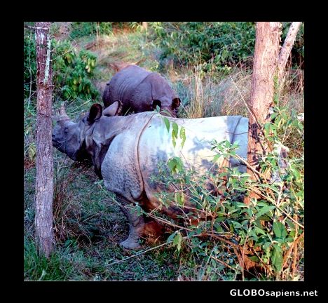 Postcard Royal Chitwan National Park, Nepal