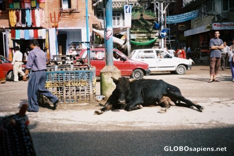 Postcard Cowabout! Kathmandu
