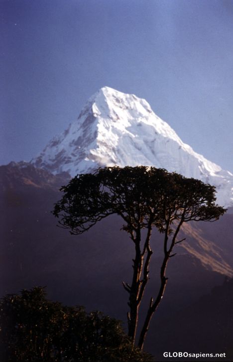 Postcard Annapurna south in the Morning