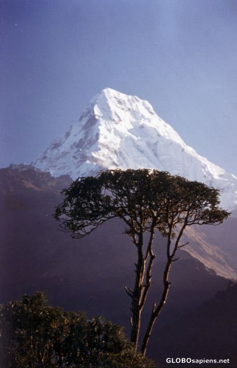 Annapurna South 7219M!