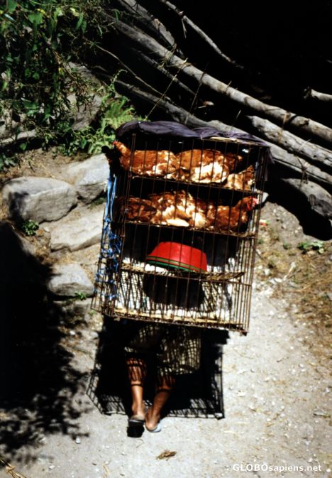 Postcard Chicken Transport