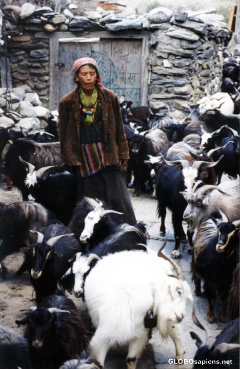 Postcard Bringing home the goats