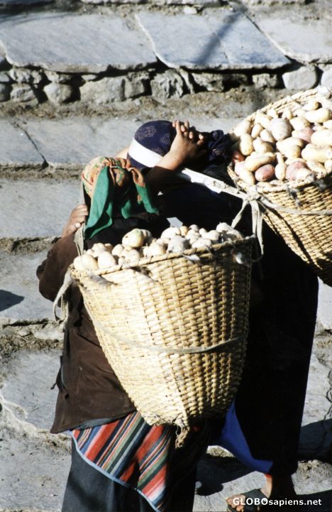 Postcard Girls bringing home potatoes from the field