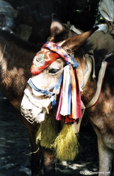 Postcard Head shot of a transport horse