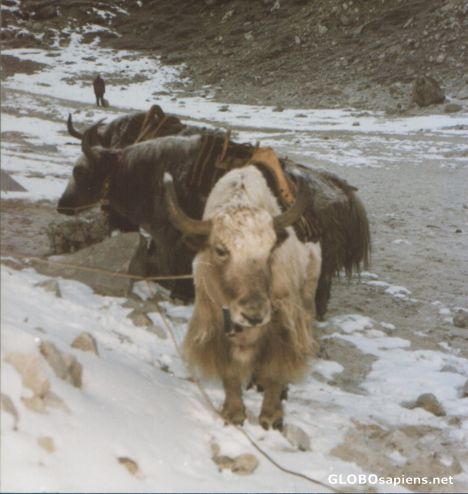 Postcard Yaks on the Base Camp Trek
