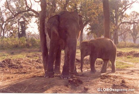 Postcard Mother and baby