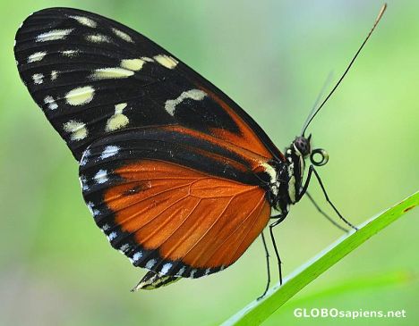 Postcard Butterfly