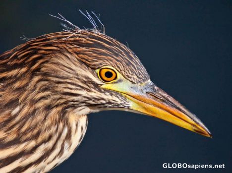 Postcard Baby Green Heron