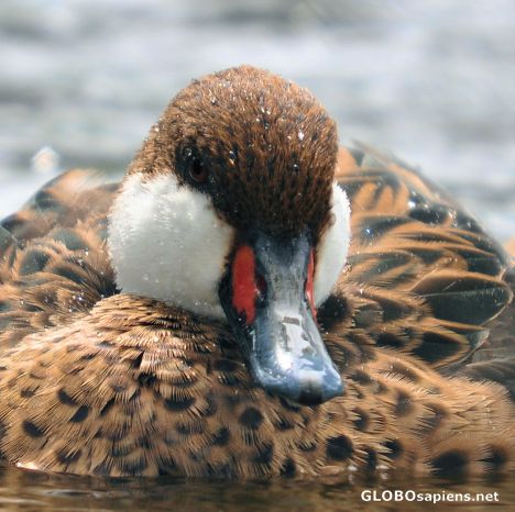 Postcard Nice duck