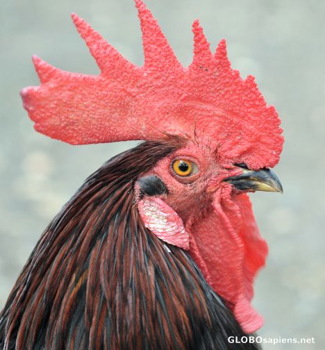 Postcard Cock