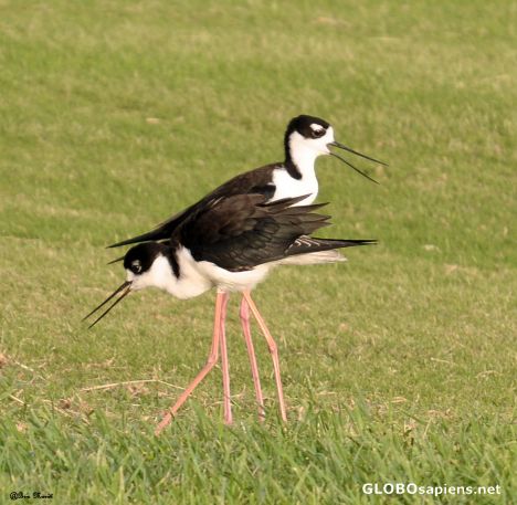 Postcard Black winged Stilt