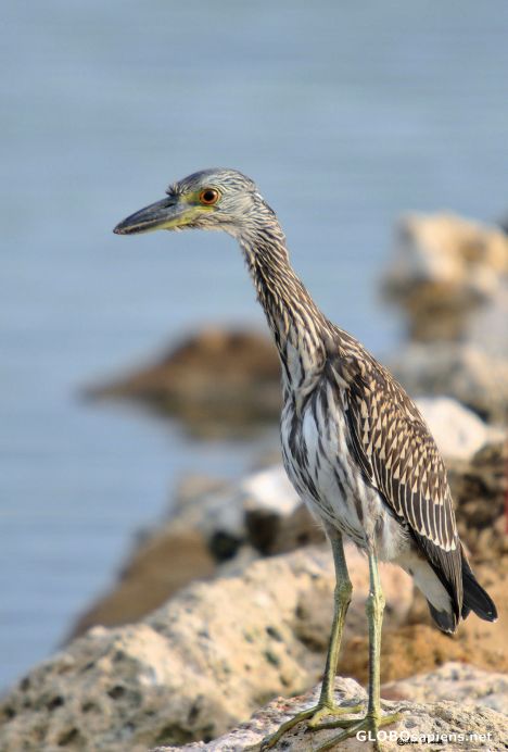 Postcard Young Night Heron
