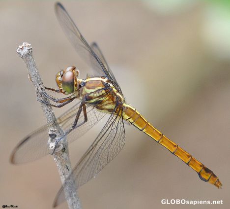 Postcard Dragonfly