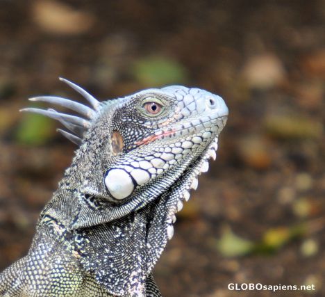Postcard Iguana