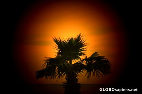 Postcard Palmtree