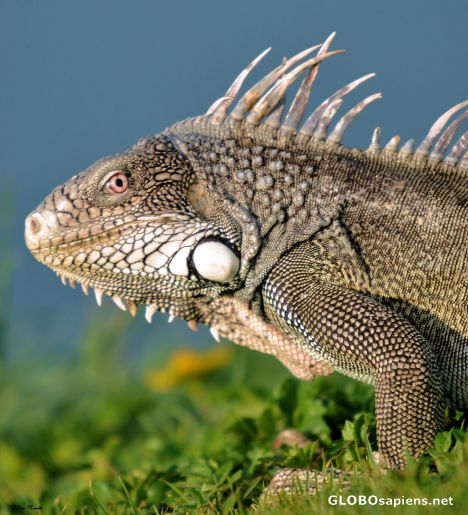 Postcard Iguana