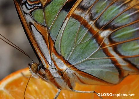 Postcard Butterfly