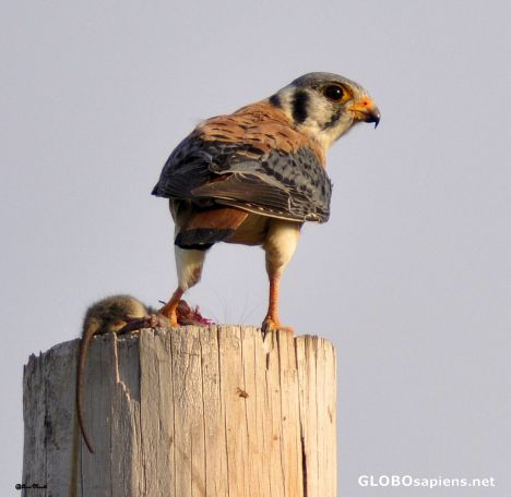 Postcard American Kestrel