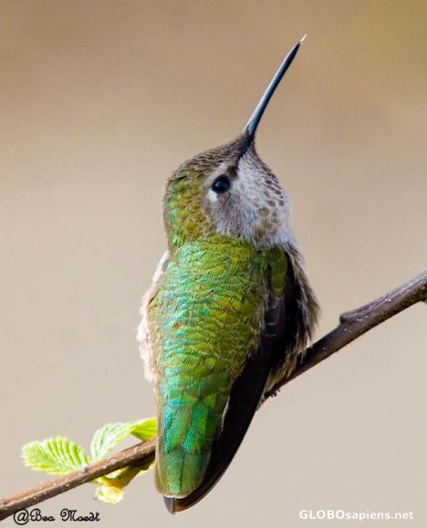 Postcard Common or Blue-tailed Emerald