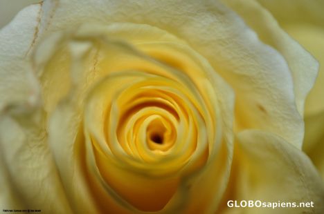 Postcard A Rose for each of you