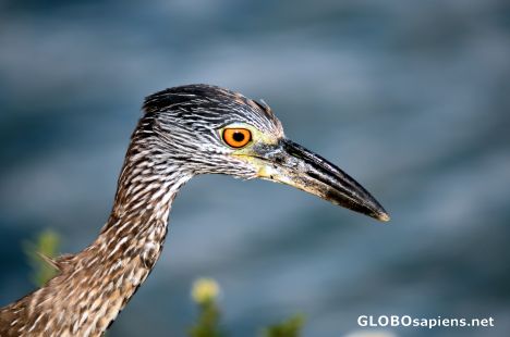 Postcard Young Heron