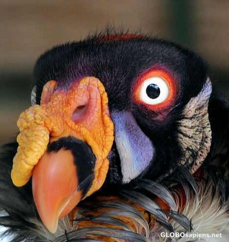 Postcard King Vulture