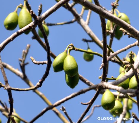 Postcard Fruits of the Capoc Tree